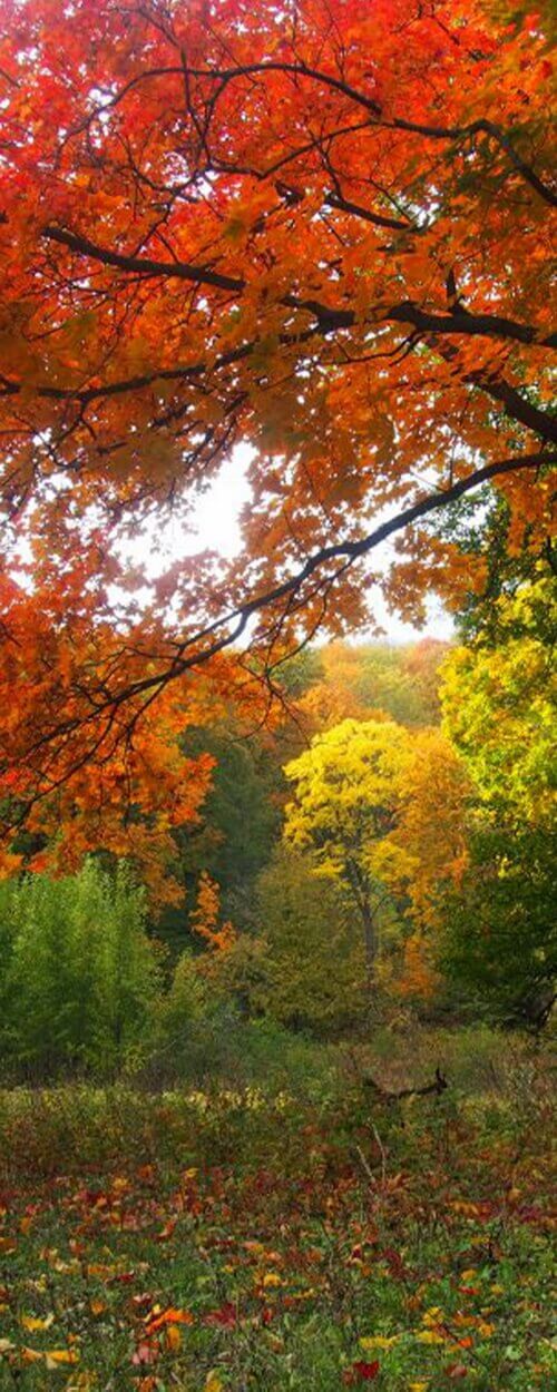 Пример изображения для макета изображения на стекле, фото 4